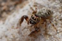 Macaroeris nidicolens