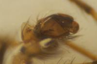 Metellina segmentata