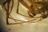 Metellina segmentata