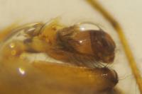 Metellina segmentata