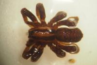 Hygrolycosa rubrofasciata