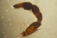 Hygrolycosa rubrofasciata