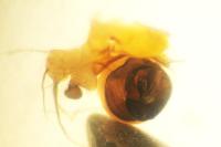 Araniella cucurbitina