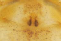 Pulchellodromus pulchellus