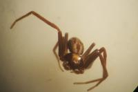 Pulchellodromus pulchellus