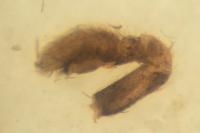 Pulchellodromus pulchellus