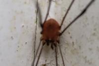 Leiobunum blackwallii