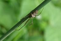 Tetragnatha obtusa