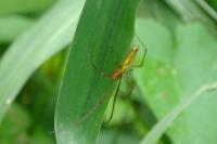 Tetragnatha