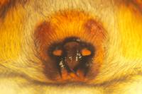 Scotophaeus scutulatus