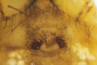 Metellina segmentata