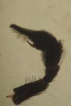 Pardosa saltans