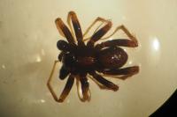 Pardosa saltans