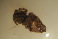 Cyclosa oculata