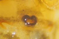 Parasteatoda simulans