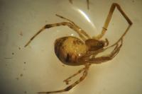 Parasteatoda simulans