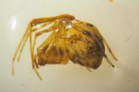 Parasteatoda simulans