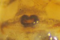 Parasteatoda simulans