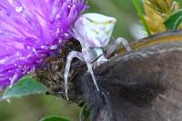 Thomisus onustus