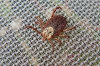 Dermacentor reticulatus