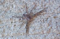 Philodromidae