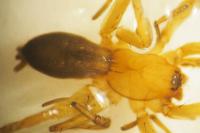 Gnaphosidae