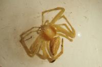 Philodromus albidus