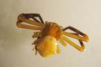 Thomisus onustus