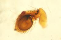 Thomisus onustus