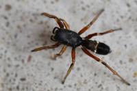 Leptorchestes berolinensis