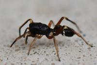 Leptorchestes berolinensis