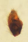Piratula latitans