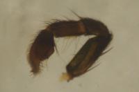 Piratula latitans