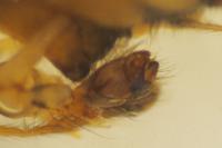 Metellina segmentata