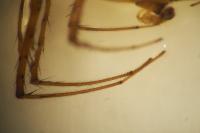 Metellina segmentata