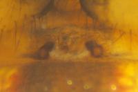 Metellina segmentata