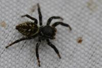 Carrhotus xanthogramma