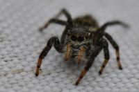 Carrhotus xanthogramma