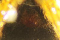 Heliophanus flavipes