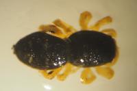 Heliophanus flavipes