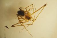Theridiidae