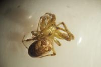 Metellina segmentata