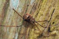 Leiobunum blackwallii