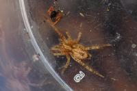 Anyphaena accentuata