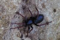 Trachyzelotes pedestris