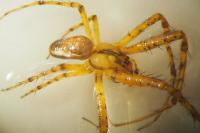 Metellina segmentata