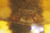 Metellina segmentata