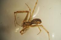 Linyphia triangularis