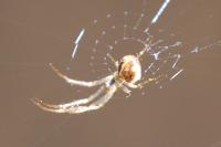 Metellina segmentata