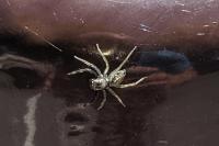 Phintella castriesiana